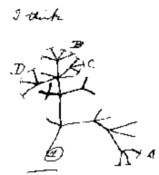 Charles Darwin’s ‘speciation tree’ from his 1837 notebook