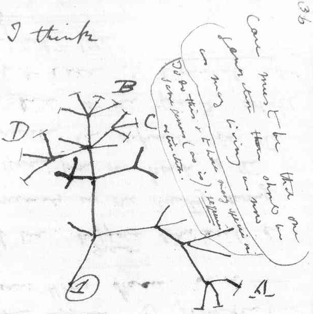 Charles Darwin's sketch of a phylogenetic tree