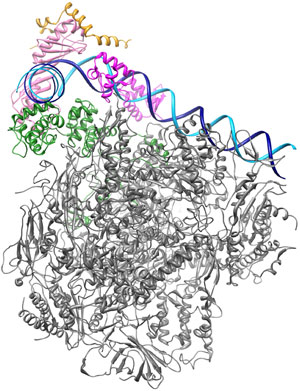 Architecture of the RNA Pol III pre-initiation complex