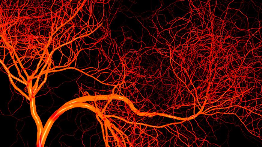 Blood vessels illustration. Photo credit: Inozemtsev Konstantin/Shutterstock.com