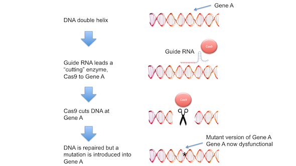 Figure showing overview of CRISPR-cas mutagenesis