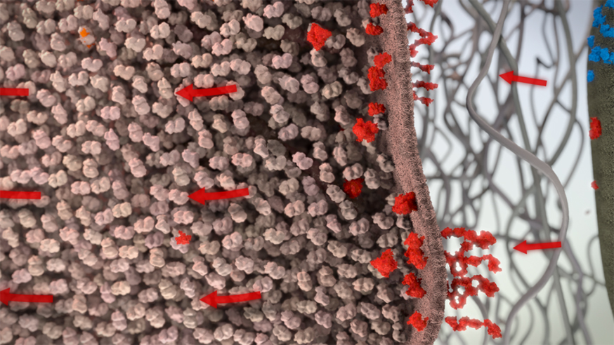 New research shows that the healthy cells are persuaded to release unique growth signals (seen here in red) which cancer cells can use to multiply but cannot secrete themselves. 