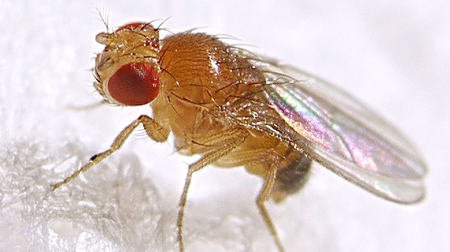 Fruit fly (Drosophila melanogaster, male) photo: Max Westby (CC-BY-NC-SA)