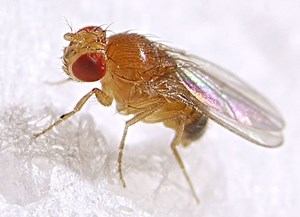 Fruit fly (Drosophila melanogaster, male), by Max Westby / Creative Commons BY-NC-SA