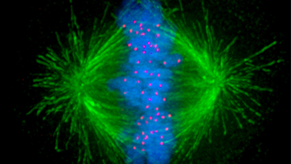 Image of the mitotic spindle in a human cell showing microtubules in green, chromosomes (DNA) in blue, and kinetochores in red