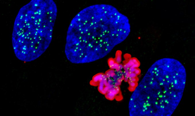 Image of three cells stained with blue and one cell stained with violet. 