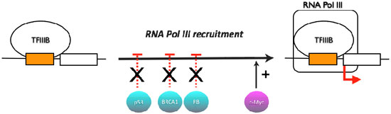 RNA-polymerase-III-recruitment image