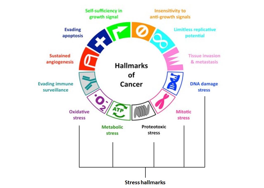 The extended hallmarks of cancer. Adapted from Luo, J., Solimini, N.L. & Elledge, S.J. (2009) Cell Vol.6(136), pp. 823-837.