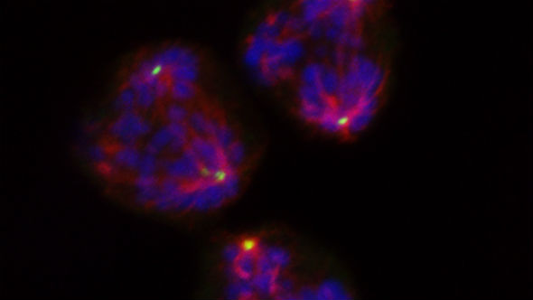 triple spindle during cell division