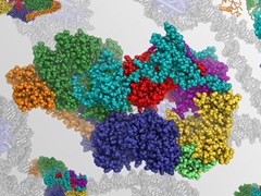 Rendering of the structure of human transcription factor IIH, a focus of Dr. Basil Greber's research. 