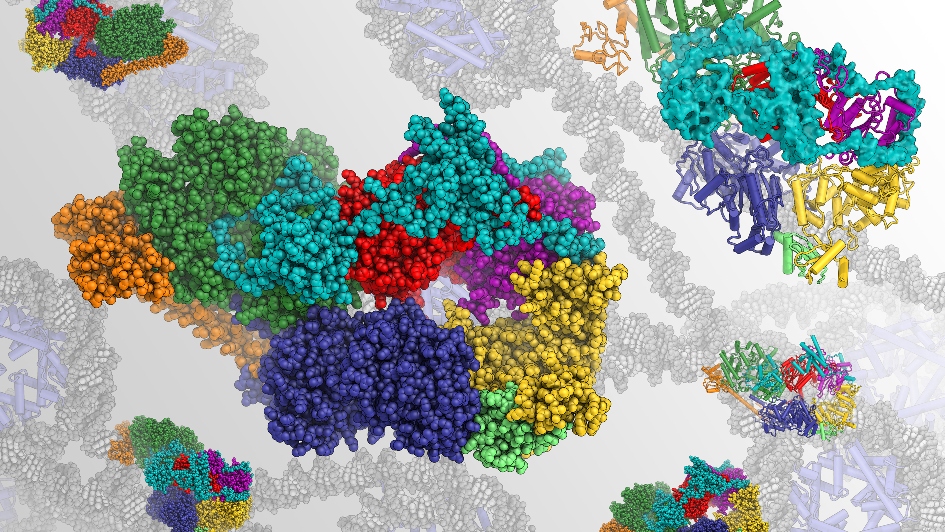 Rendering of the structure of human transcription factor IIH, a focus of Dr Basil Greber's research.
