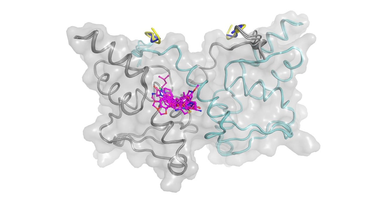 An image of the BCL6 BTB domain dimer (in grey/green) and all compound hits in pink, superimposed on each other in the main compound binding site