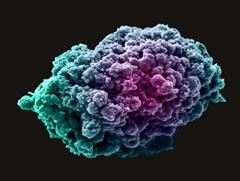 Breast cancer cell spheroid blue and purple