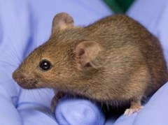 A brown mouse held in gloved hands