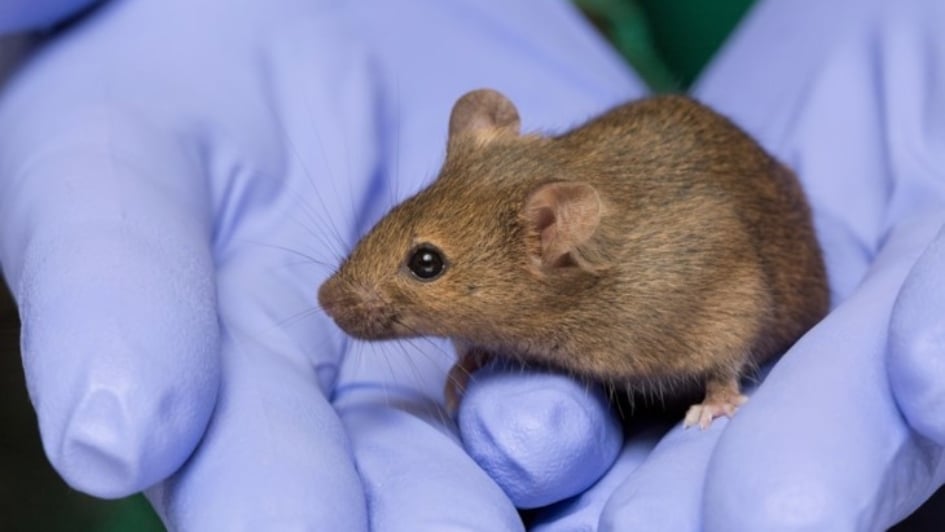 Brown mouse sitting in the open hands of a person wearing latex gloves