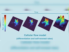 Cellular flow model