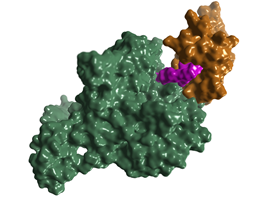 Protein structure of CRBN-dBET6-BRD4