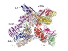 Structural map including the 'Cullin 2 RING' E3 ligase. From Faull S et al (2019). Nat Comms 10:3814.