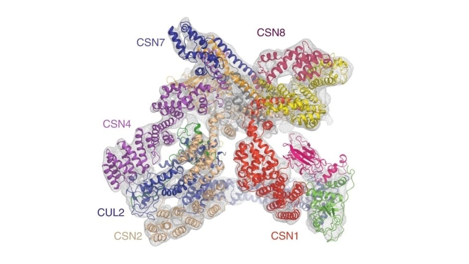 Structural map including the 'Cullin 2 RING' E3 ligase. From Faull S et al (2019). Nat Comms 10:3814.