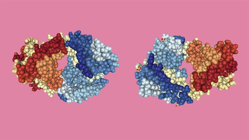 crystal structures of the Fab fragments of immunotherapy drugs nivolumab (left) and ipilimumab (right)