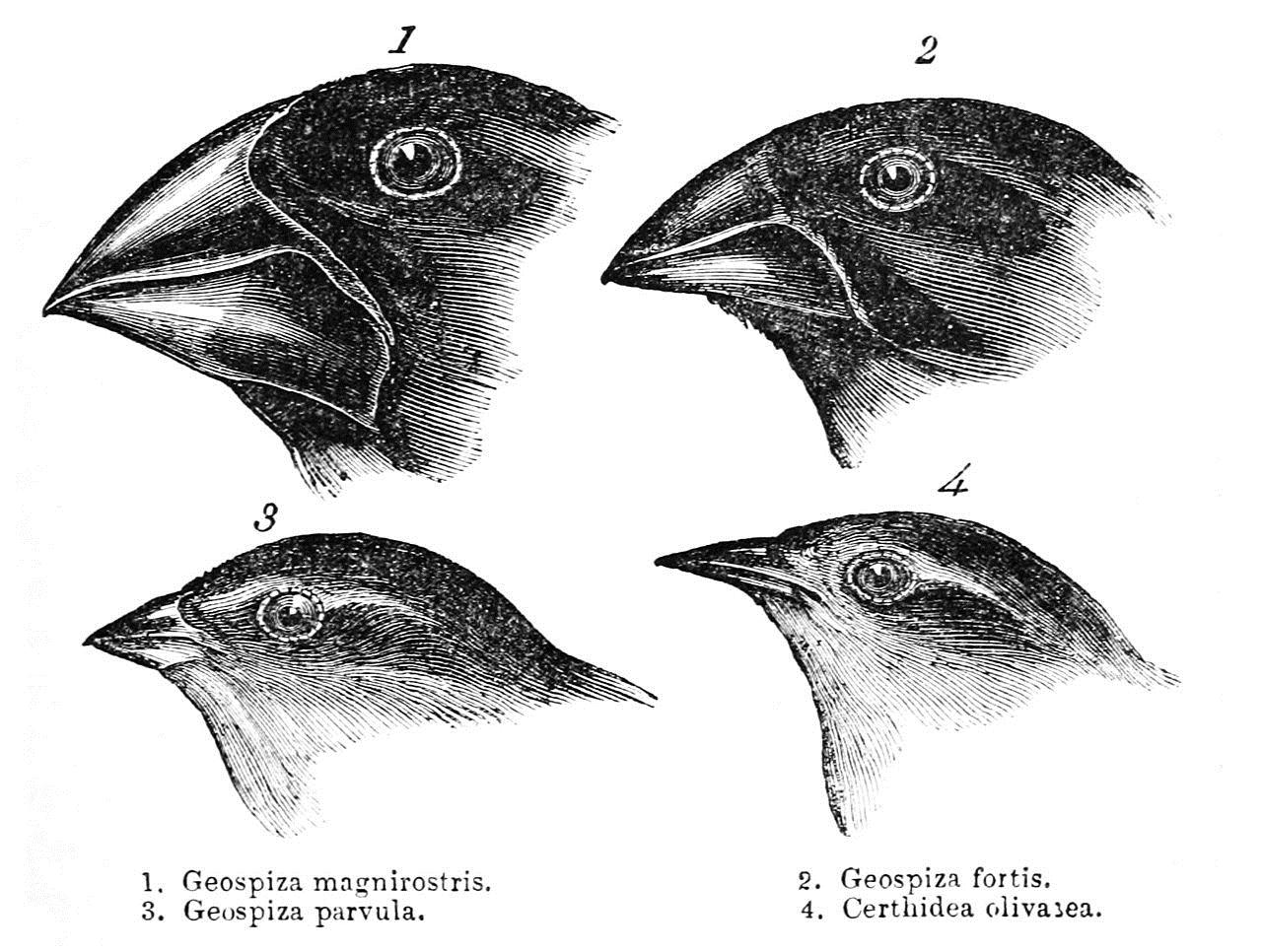 Darwin finches