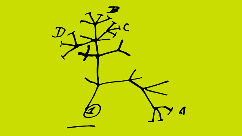 Darwin's Tree of Life sketch on a green background