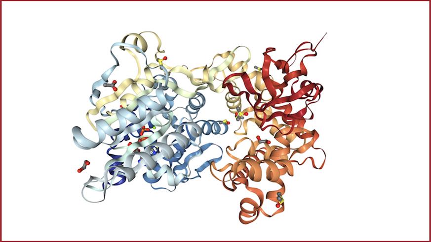 Protein structure of human DHX8 helicase