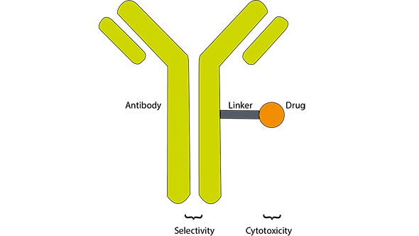 Diagram of an antibody-drug conjugate