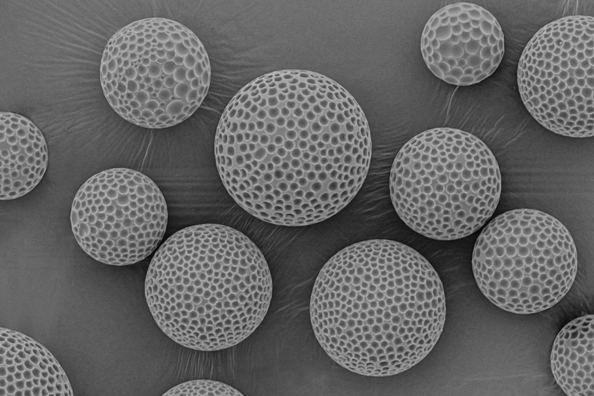 Dimpled ‘golf ball-like’ microparticles by PhD student Sumana Shrestha