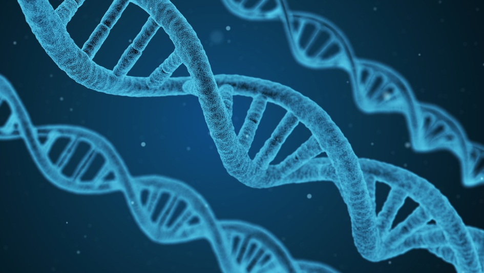 DNA double helix (computer visualisation)