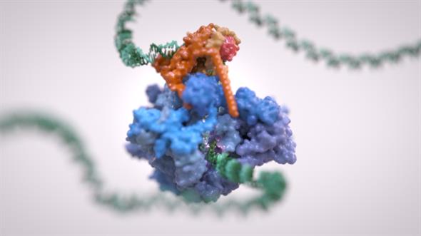 Computer generated model of RNA polymerase III transcribing DNA into RNA