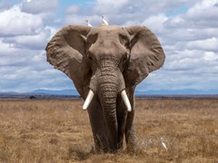 Elephant in grassland on cloudy day facing camera