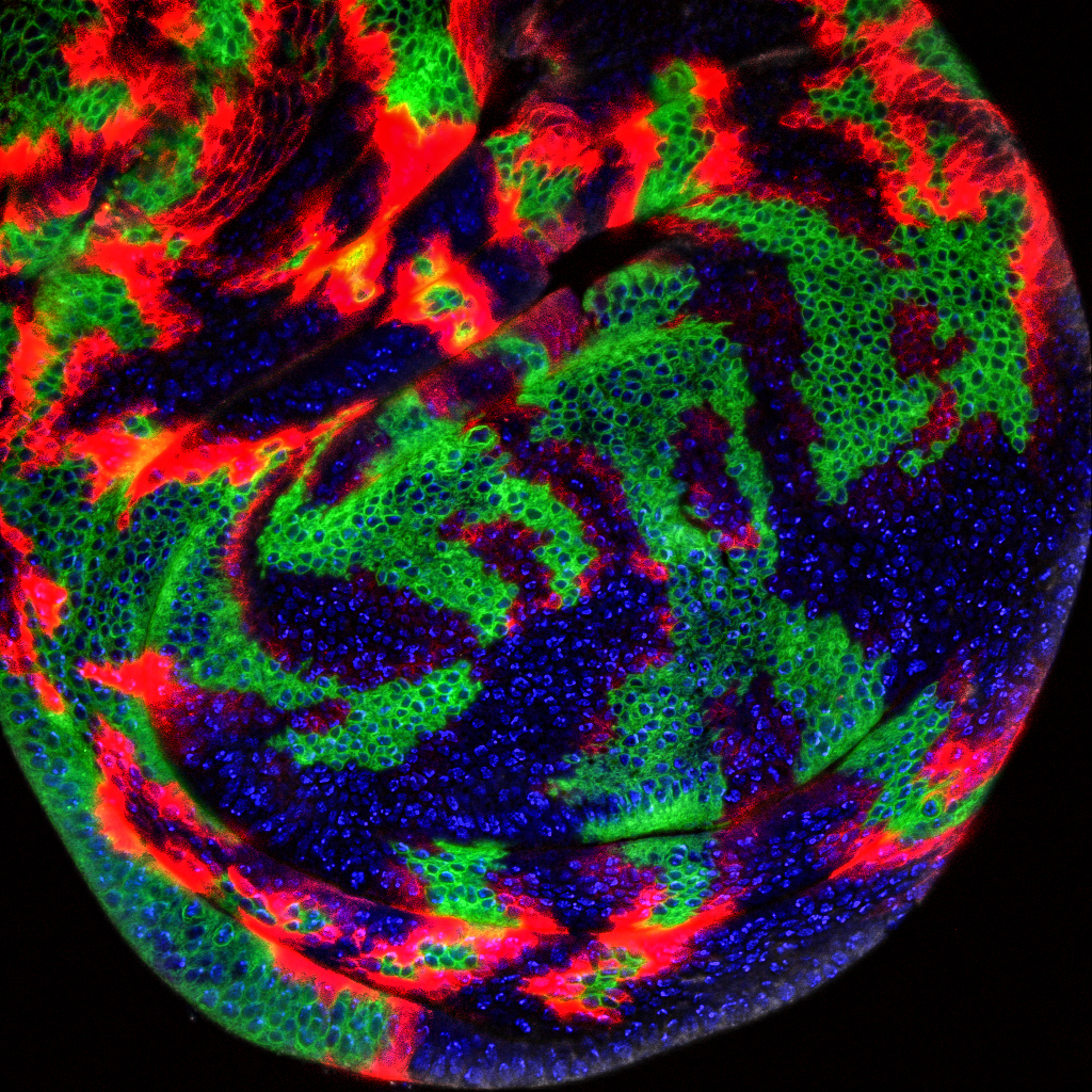 Fluorescent confocal image of tissue from a fruit fly larva by Dr Marta Fores Maresma