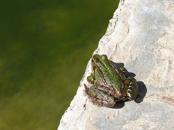 Complexity of cause in cancer: or why the frogs jump