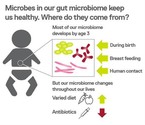 Where do the microbes that make up our gut microbiome come from?