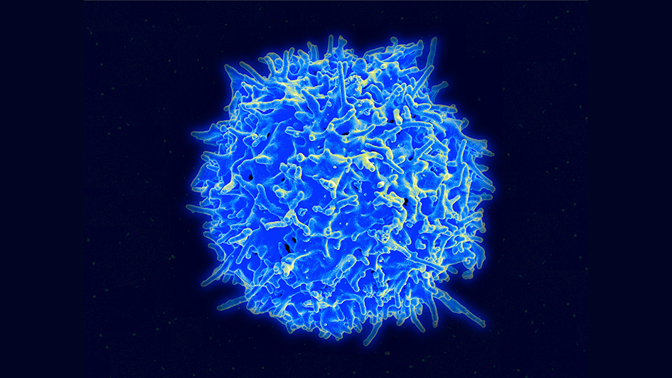 Healthy human t-cell