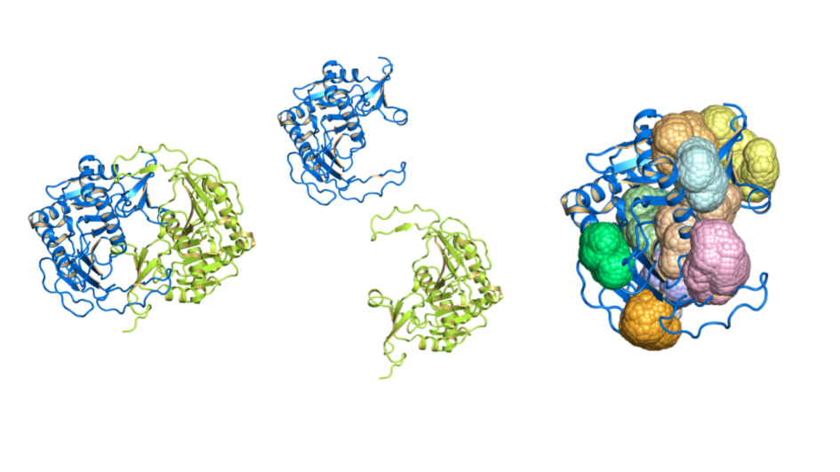 From left to right: 3D structures of proteins, protein chains and cavities from canSAR