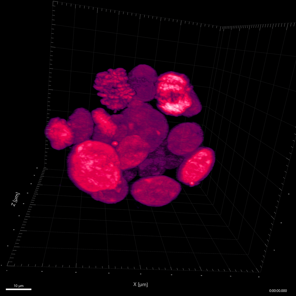 ICR Science and Medical Imaging Competition 2022 Shortlist Image 5: 3D imaging of a patient-derived breast cancer tumour organoid in different stages of cell division by PhD student Alexia Martin