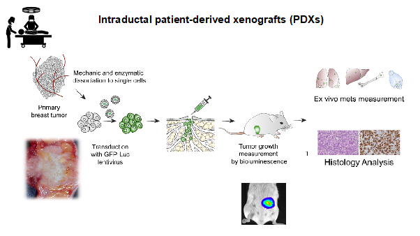 Intraductal patient-derived xenografts