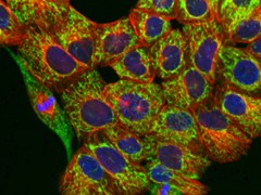Normal breast epithelial cells with stained mitochondria (green), microtubules (red) and DNA (blue)