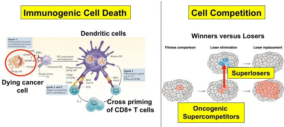 Overview of the research programme - Theme 1 is Immunogenic cell death, Theme 2 is Killing tumour cells by targeting the fitness landscape