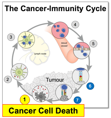 Figure depicting the cancer immunity cycle