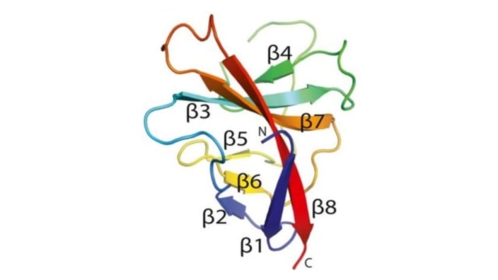 Cartoon representation of the SARS-CoV-2 ORF8 monomer
