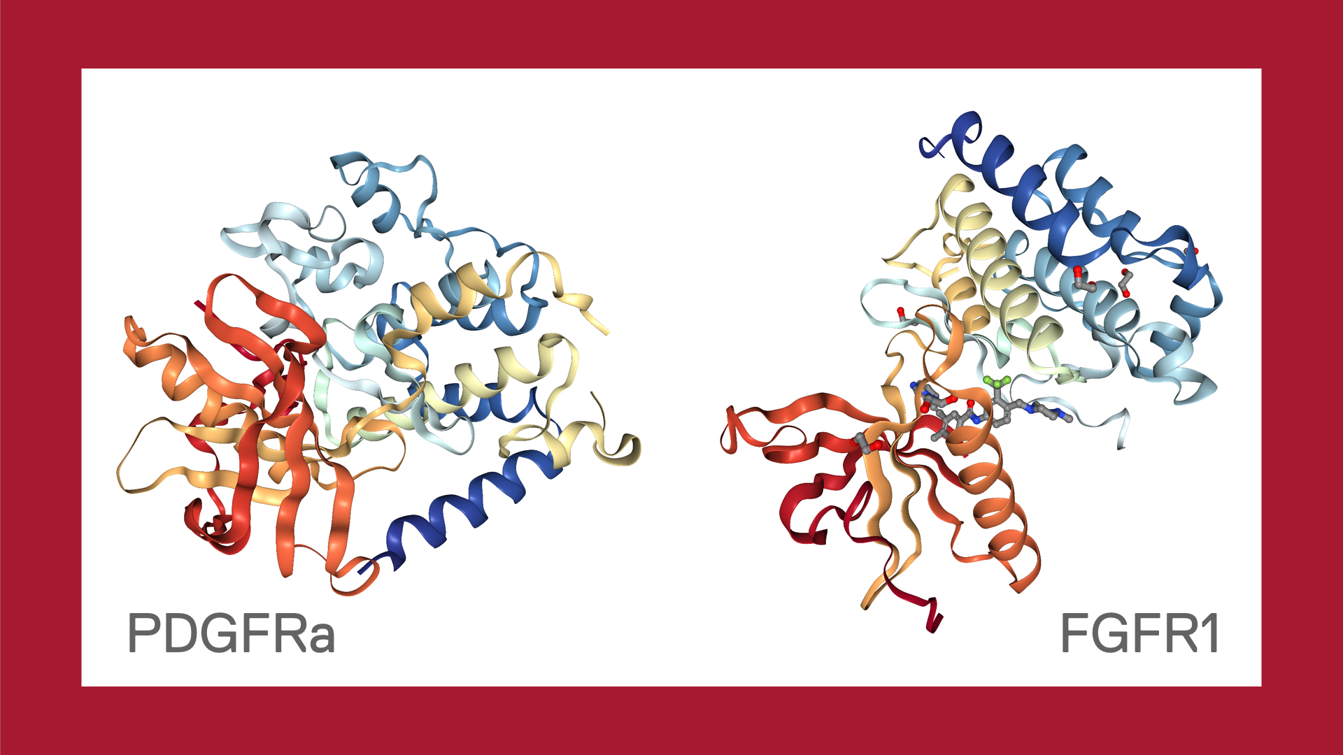 Structures of PDGFRa and FGFR1 proteins