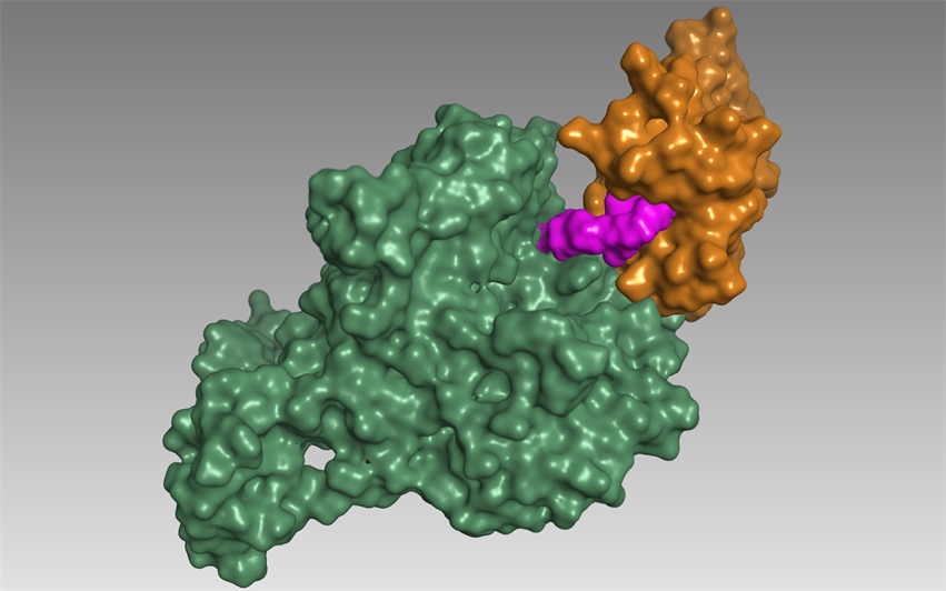 Computer model used to design a molecular glue compound (magenta) that brings together an E3 ligase (green) with a protein (orange) targeted for degradation