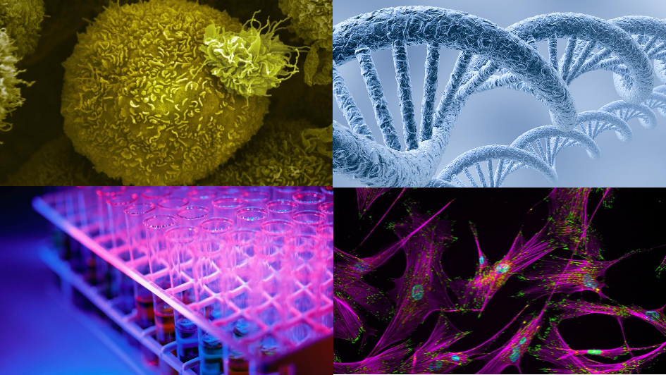 A composite of images for research achievements 2022