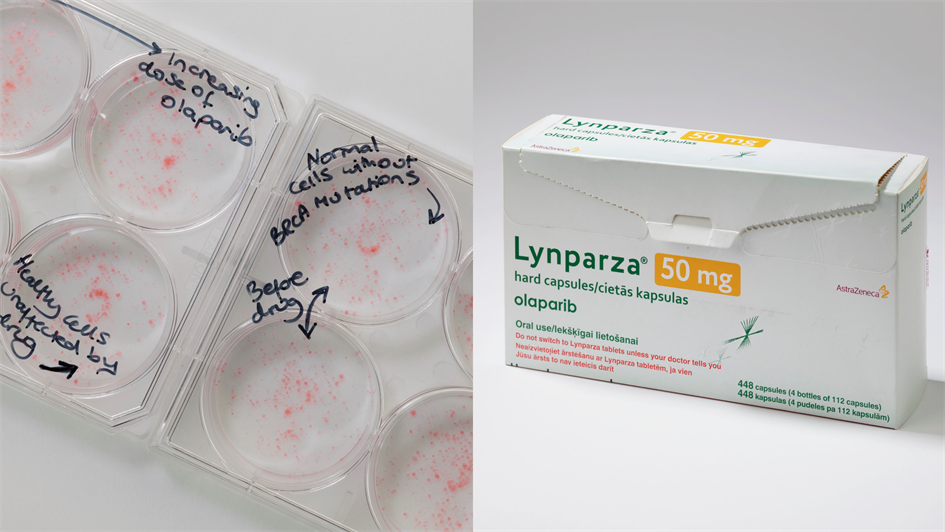 Left: Plates showing the impact of olaparib on BRCA cancer cells and minimal impact of on healthy cells. (Right) Lynparza, olaparib’s brand name, drug packaging. Photo credit: Science Museum Group