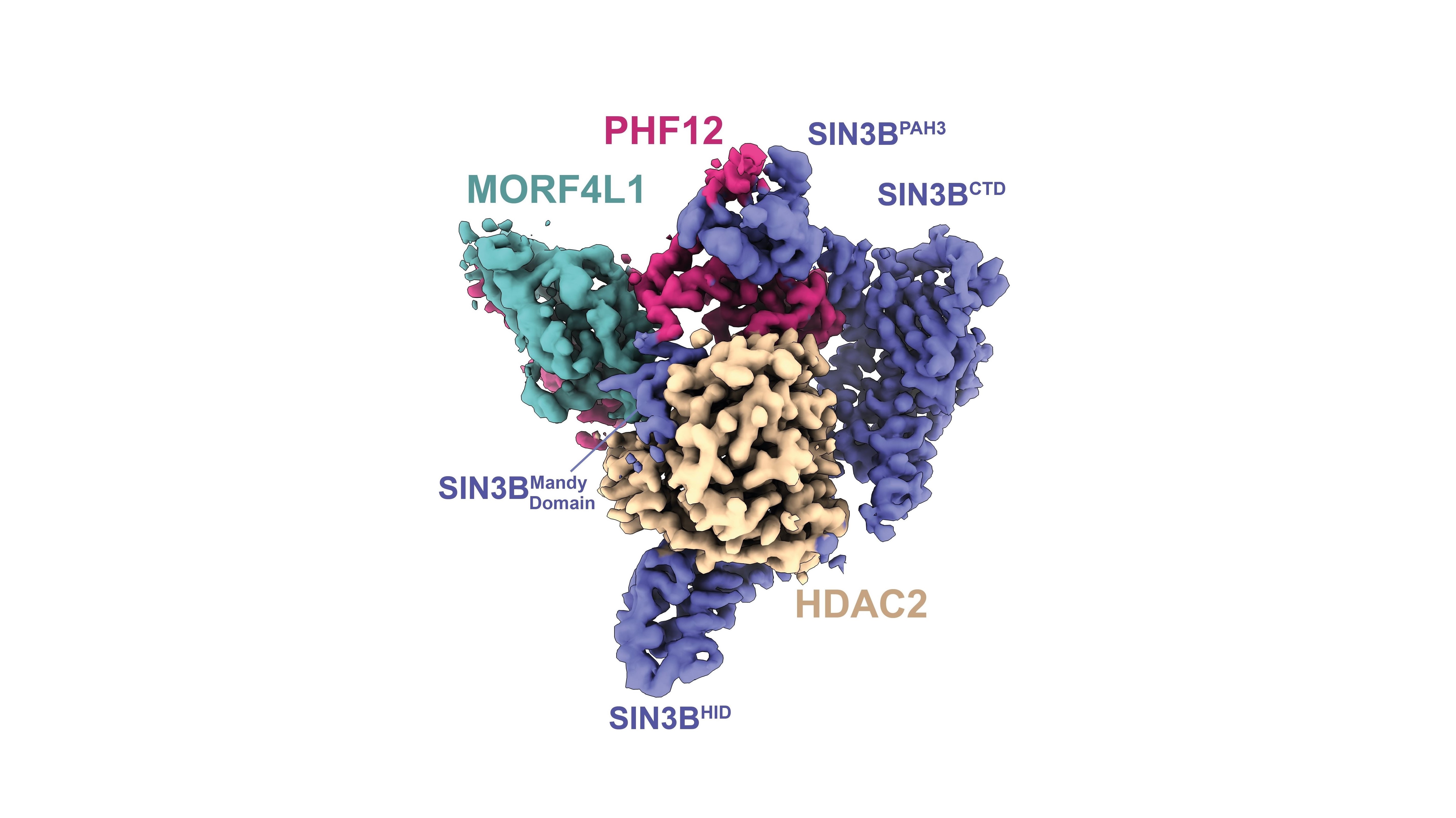High-resolution 3D structure of the SIN3B protein complex