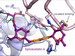 Structure of spliceostatin A bound to a spliceosome complex
