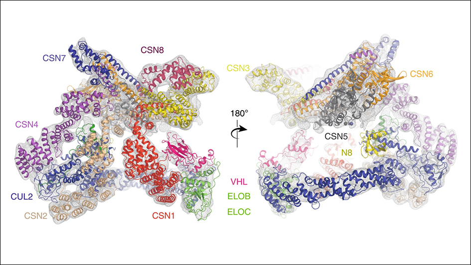 Structures and interactions of the CSN–CRL2~N8 complex with border